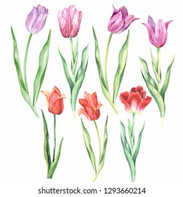 Watercolor Flowers Set Beautiful Tulips On Stock Illustration 1662426634