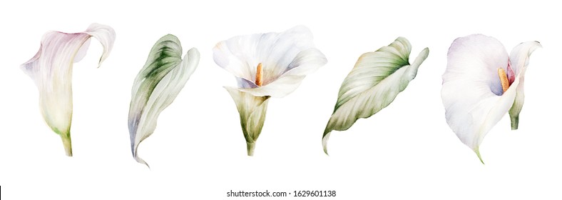 50,550 imágenes de Calla flower - Imágenes, fotos y vectores de stock |  Shutterstock