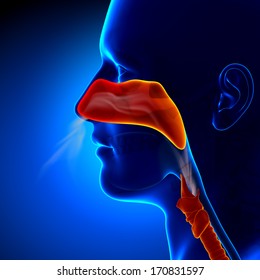 Flu - Full Nose Human Sinuses Anatomy