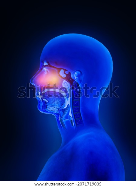 Flu - Full Nose Human Sinuses Anatomy,\
colds, allergies, nasal anatomy, flu,sinusitis,treatment of the\
upper respiratory tract, 3d render,\
illustration