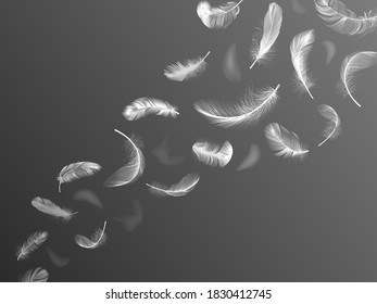 透明な背景に 落ちてくるふわふわの羽のセット ベクター白い羽コレクション リアリスティックなスタイル ベクター画像3dイラスト のベクター画像素材 ロイヤリティフリー