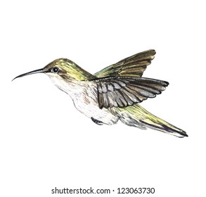 fluttering hummingbird watercolor