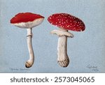 The fly agaric fungus (Amanita muscaria): two fruiting bodies. Watercolour, 1890. Vintage fungi drawing illustration painting. Vintage mushroom illustration painting. Mushroom artwork.