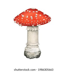 Fly agaric mushroom  Watercolor illustration  Hand drawn poison fungi amanita muscaria  Red big fly agaric and white spots cap element  Forest dangerous mushroom white background