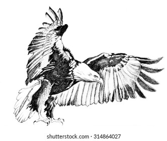 Flying Bald Eagle charcoal illustration