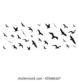 Flying birds silhouettes on white background - Shutterstock ID 435686167