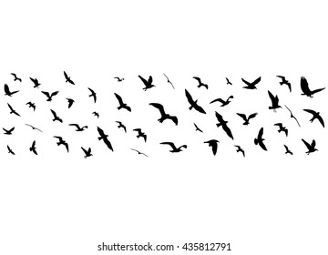Flying birds silhouettes on white background - Shutterstock ID 435812791