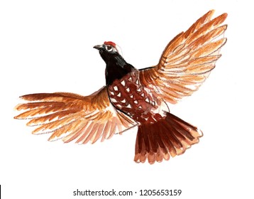 Flying Black Grouse Bird On White Background. Watercolor Illustration