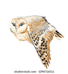 Brown Owl Barn Owl On White Stock Illustration 1094716499 | Shutterstock