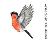 Flying bullfinch bird watercolor illustration. Hand drawn Pyrrhula pyrrhula bright Eurasian avian. Cute bullfinch bird with red breast element. Forest little flying songbird. White background