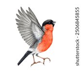 Flying bullfinch cute bird watercolor illustration. Hand drawn Pyrrhula pyrrhula bright Eurasian avian. Bullfinch bird with red breast element. Forest little fly songbird on white background