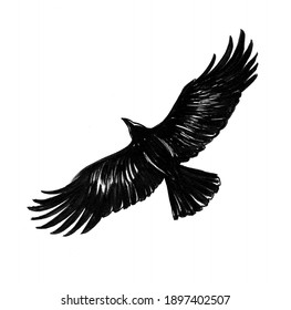 Flying Crow Bird. Ink Black And White Drawing