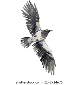 962 Magpie sketch Images, Stock Photos & Vectors | Shutterstock