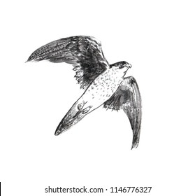 The flying falcon. An ink hand drawing.