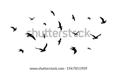 Similar – Image, Stock Photo flock of seagulls