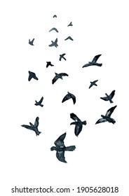 Flying flock of pigeons, sketch. Hand drawn watercolor illustration isolated on white background