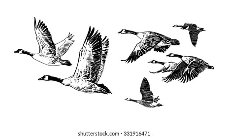  Flying Flock Of Wild Geese. Hunting Club Design. Tattoo.