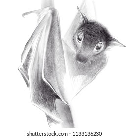 Flying Fox Bat