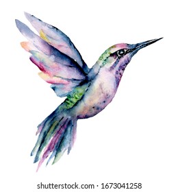 Watercolor Illustration Flying Hummingbird Isolated On Stock ...