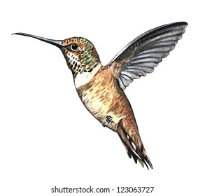 flying hummingbird watercolor sketch