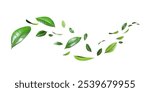 Flying realistic green leaves dancing flow isolate white backgrounds 3d render