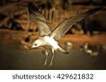 flying seagull in action  drawing filter