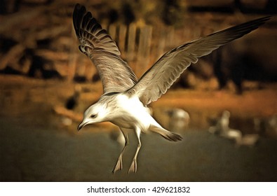 flying seagull in action  drawing filter