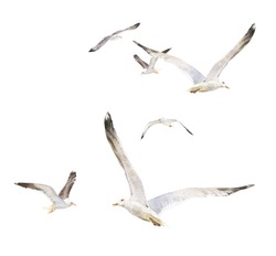 Flying Seagulls Flock Hand Drawn In Watercolor Isolated On A White Background. Watercolor Illustration. Watercolor Seagulls.	