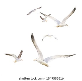 Flying seagulls flock hand drawn in watercolor isolated on a white background. Watercolor illustration. Watercolor seagulls.	