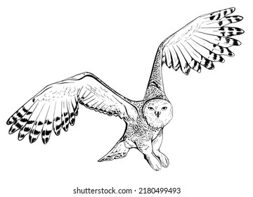 A Flying Snow Owl, Graphic, Hand Drawn With Brush-pen, Ink, Line Art, Isolated On The White Background