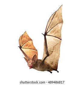 Flying Vampire bat isolated on white background, 3D rendering