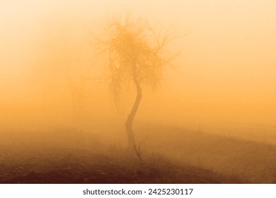 Foggy landscape, lonely tree in morning mist, mystical atmosphere, autumn weather, orange color, NO AI Ilustrasi Stok