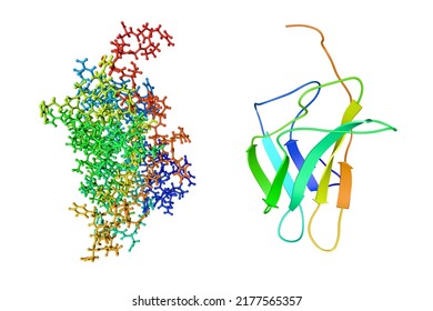 Fold Of The Core Binding Factor Alpha. Crystal Structure And Molecular Model On White Background. Rendering Based On Protein Data Bank Entry 1co1. Rainbow Coloring From N To C. 3d Illustration