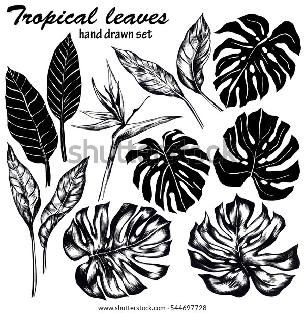 白黒の手描きの熱帯の葉の葉セット 分離型のモノクロジャングルの葉のコンパイル モンステラの葉 フィロデンドロン 分葉 極楽の花鳥 のイラスト素材 544697728