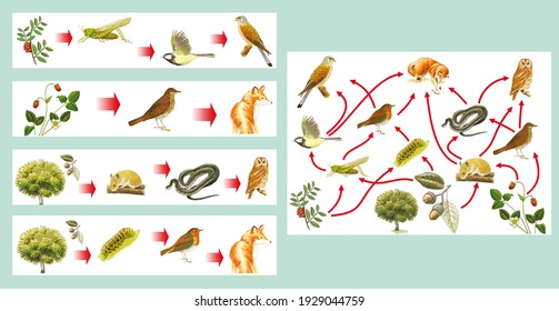 Food Chains And Webs In Color Showing The Relationships Between Producers, Primary, Secondary And Tertiary Consumers.