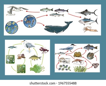 Food Chains Webs Color Showing Relationships Stock Illustration ...