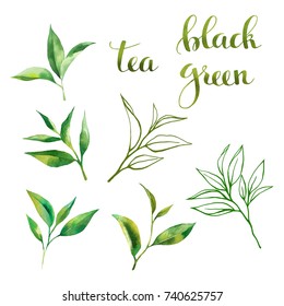 Food Design Set With Tea Leaves Watercolor, Line Art Sketch And Lettering. Hand Drawing Watercolor Style. On White Background.