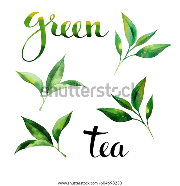 茶葉の水彩と文字を使った食品デザインセット 手描きの水色のスタイル 白い背景に のイラスト素材