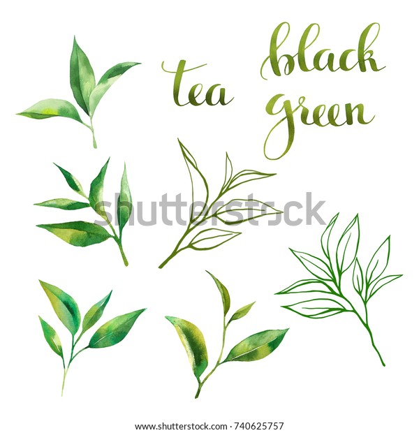 茶の葉の水彩 線画 文字を使った食品デザインセット 手描きの水色のスタイル 白い背景に のイラスト素材