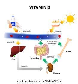 Foods Contain Vitamin D. Skin Absorbs Solar UVB Radiation And Synthesis Of Vitamin D. Calcium Homeostasis And Metabolism. 