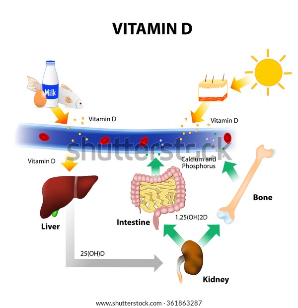download vitamin d in skin