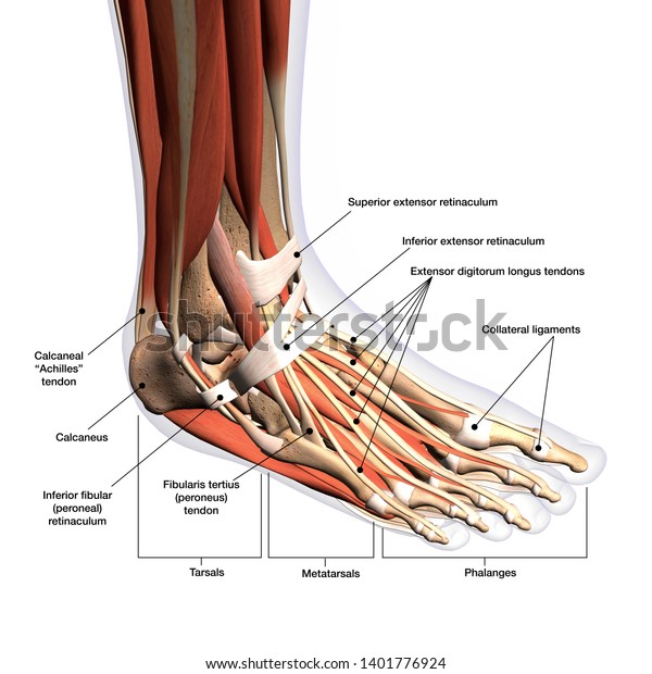 Foot\
Anatomy labeled medical illustration, 3d\
Rendering
