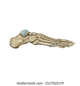 Foot Bone Side View, Foot Bone, Ankle Bone Anatomy, Medical Diagram