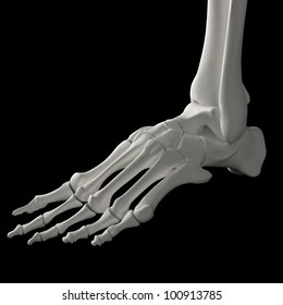 Foot with bones in 3D from a human skeleton
