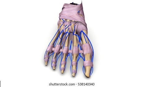 Foot Bones Ligaments Veins Anterior View Stock Illustration 538140340