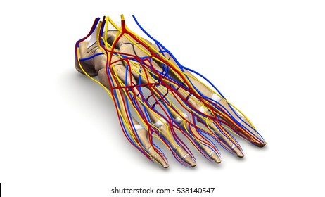 Nerve Diagram Foot - Diagram Media