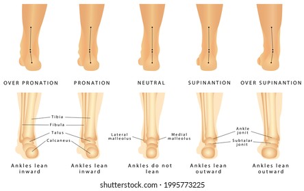 Hindfoot Images, Stock Photos & Vectors | Shutterstock