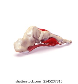 foot muscles anatomy medical 3d illustration - Powered by Shutterstock