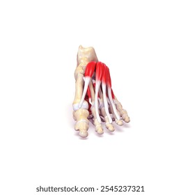 foot muscles anatomy medical 3d illustration - Powered by Shutterstock