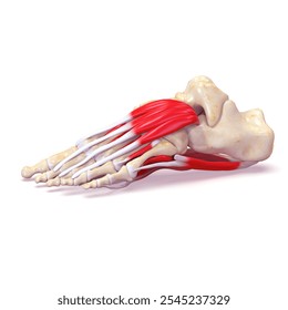 foot muscles anatomy medical 3d illustration - Powered by Shutterstock